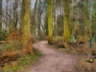 Lotherton woods in winter