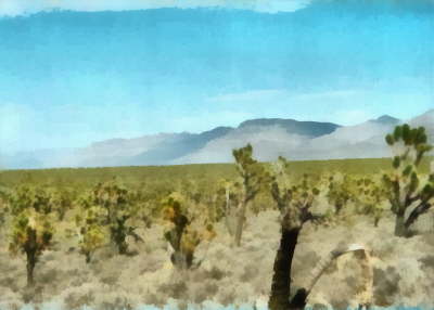 joshua trees